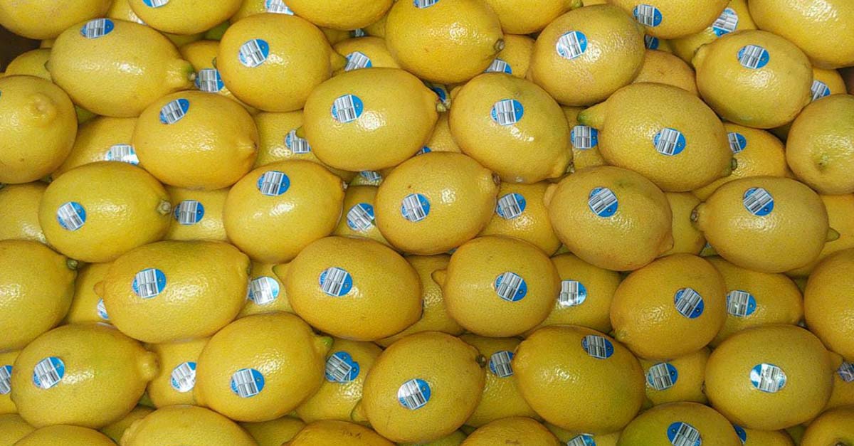 Turkish Lemons