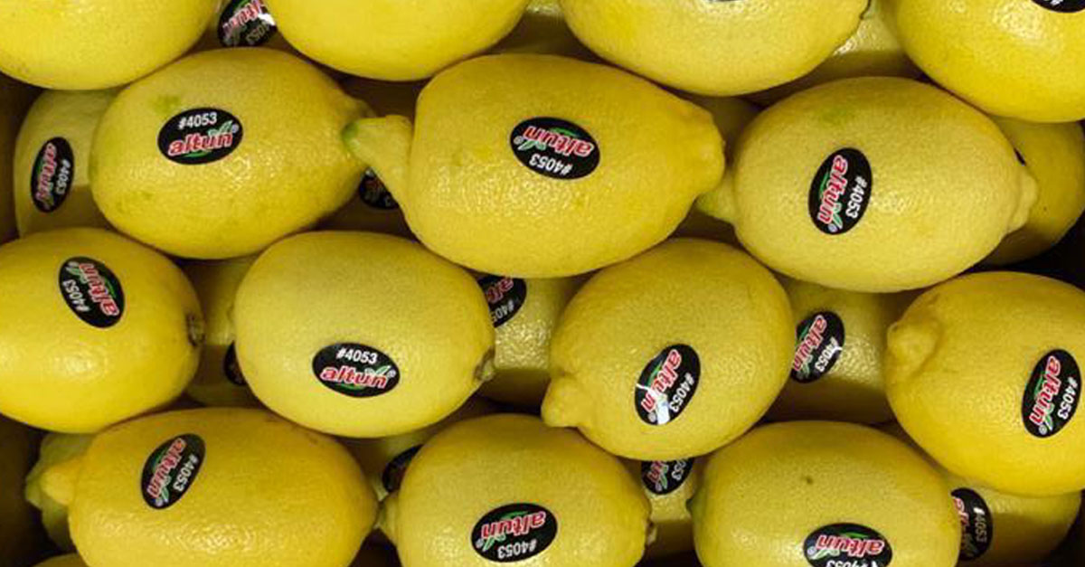Turkish Lemons